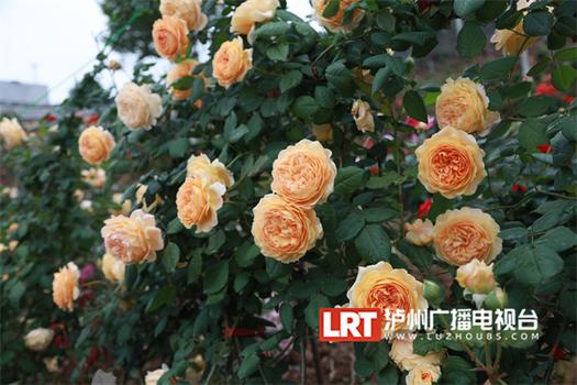 瀘州：城市后花園 享受玫瑰芬芳之旅