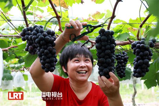 搶“鮮”嘗！瀘州這里的葡萄可以采摘啦